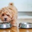 homemade puppy food dietary advice and