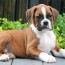 boxer for sale boxer puppy for sale