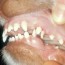 deciduous dog teeth