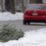 christmas trees curbside collection of
