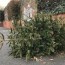 free christmas tree recycling monday 4