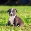 fotos de american staffordshire puppy
