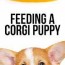 feeding a corgi puppy the best
