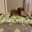 diy pet bed 5 out of 4 patterns