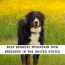 7 best bernese mountain dog breeders