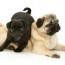 about us purebred puppies in dubai