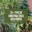 23 different types of christmas trees