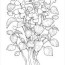 free 19 flower coloring pages in pdf ai