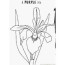 iris coloring page for kids free