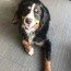 bernese male stud available for