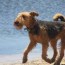 the airedale terrier andys pet grooming