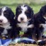 bernedoodle puppies by mountain blue