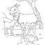goat pictures for kids coloring home