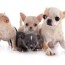cost of chihuahua puppies adult dogs