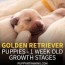 golden retriever puppy growth week by