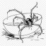 realistic spider coloring pages hd png