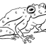 printable frog coloring sheets