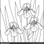 coloring page iris flowers leaves