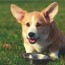 best dog foods for corgis puppies