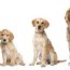 golden retriever puppy growth and