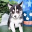 pomsky puppies pet city pet shops
