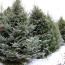 best christmas tree delivery services