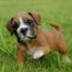 boxer puppies for sale boxer breeders
