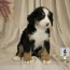akc bernese mountain dog puppies for