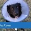 7 diy dog cones you can make at home