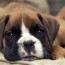 boxer puppies for sale greenfield puppies