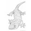 lizard coloring pages for kids