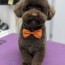 which poodle haircut is the best k9 web