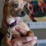 chihuahua rescue dogs care and information