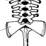 definitive axial skeleton in bufo bufo