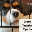 5 tips on crate training the nice way
