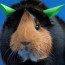 guinea pig costumes that win halloween