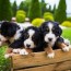 best bernese mountain dog breeders in