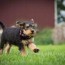 4 fun facts about airedale terriers
