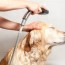 dogs vs specialized dog shampoos