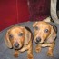 dachshund puppies for sale in akron
