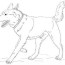 running siberian husky coloring page