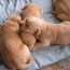 complications after dogs give birth