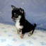akc chihuahuas puppies for sale