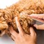 poodle grooming a complete guide to
