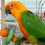 7 diy bird toys to keep your feathered