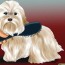 3 ways to groom maltese dogs wikihow