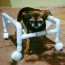 diy homemade dog wheelchair