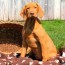 vizsla puppies for sale greenfield