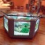 fish tanks and aquariums