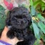 shorkie poo puppies factory sale 51